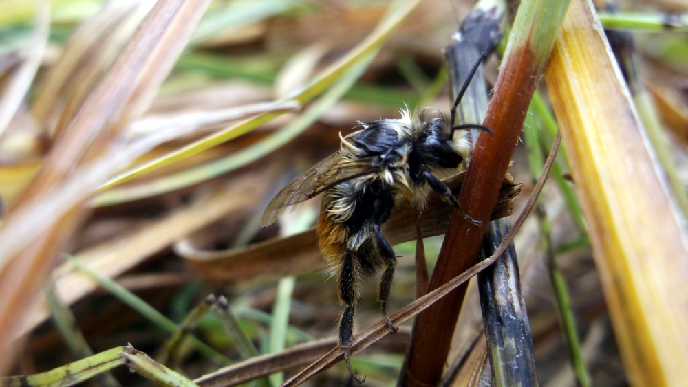 First Place Sapphire Wilderness Bondar Challenge – “The Dancing Bumblebee” by Devyn Dievert