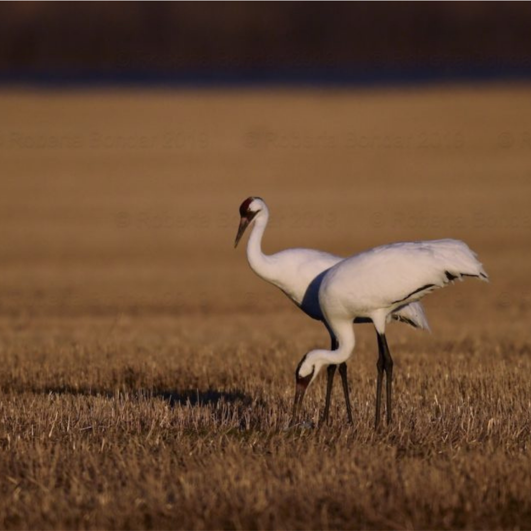 Image of two whooping cranes in a field