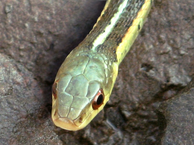 Image of a green snake head