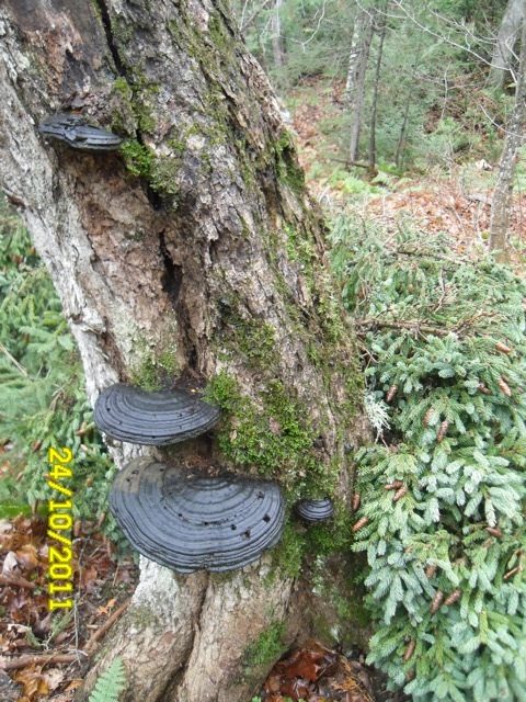 Image of fungi on a tree