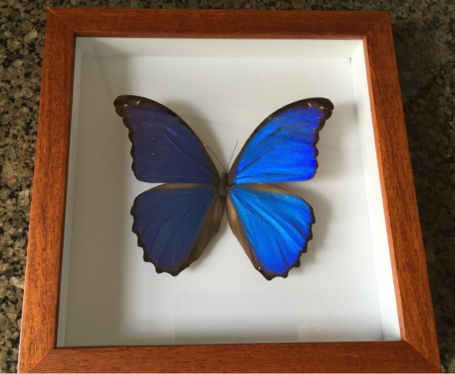 Giant Blue Morpho Butterfly [Morpho didius Peru]