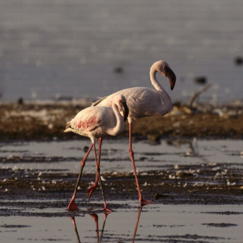 Lesser Flamingo - The Roberta Bondar Foundation