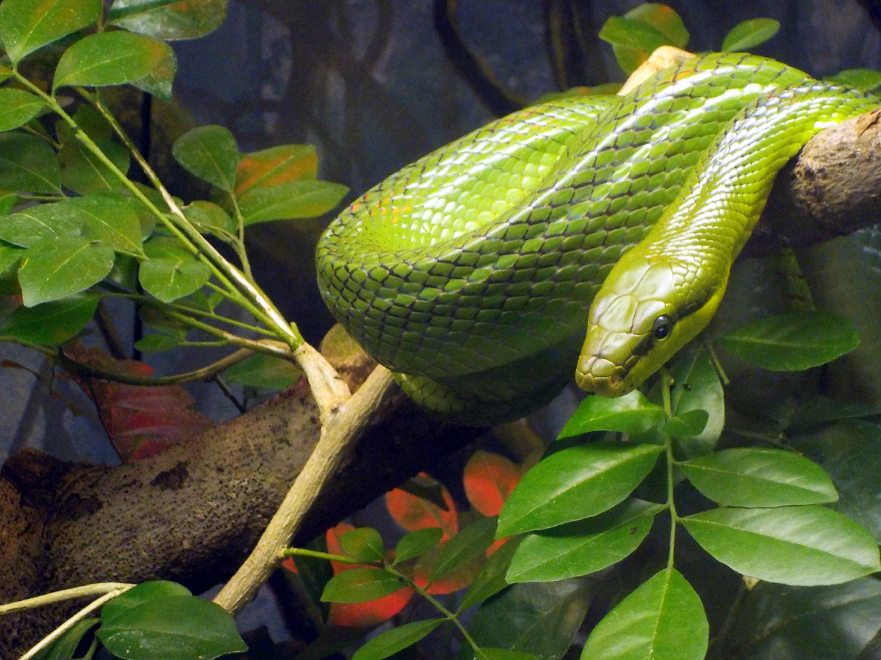 “Green Snake” by E. Gray