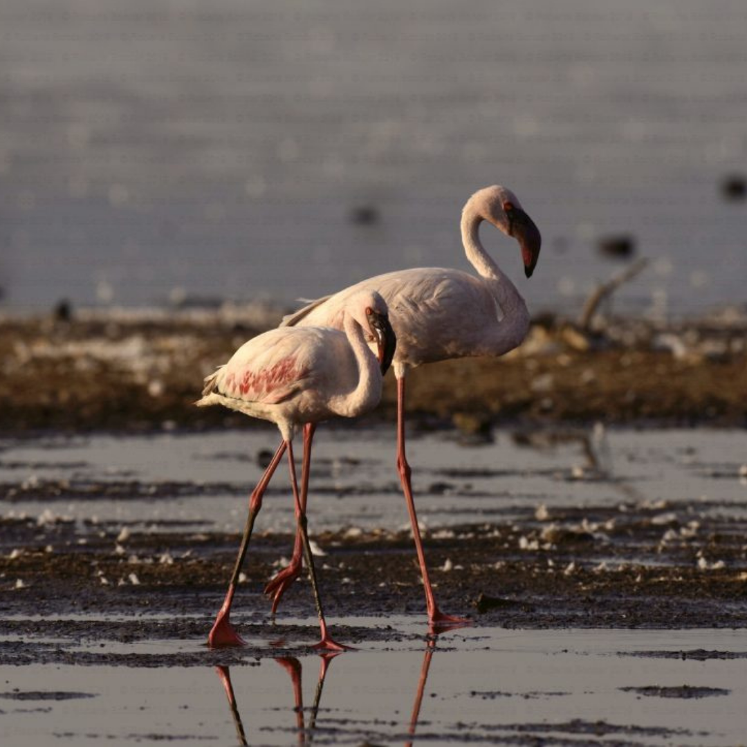 Image of two Lesser Flamingos in shallow water