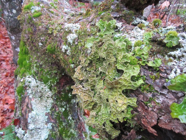Image of moss and lichen on rock