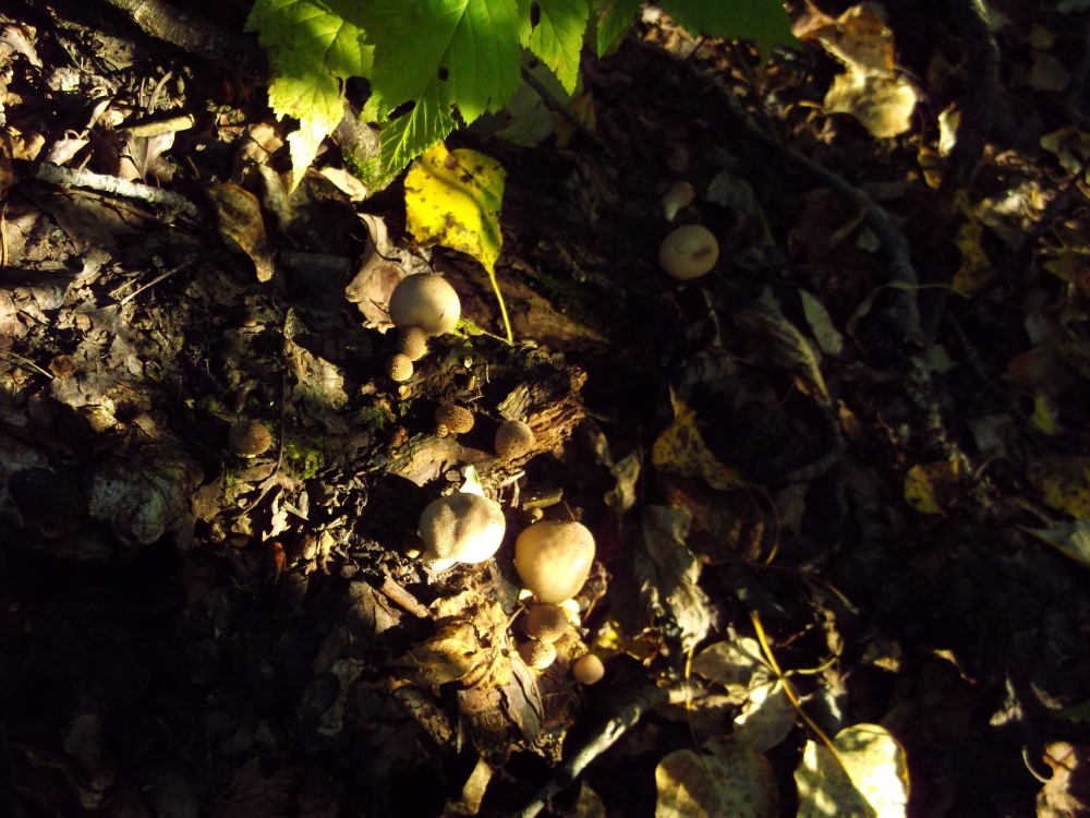 Third Place Grade 7 Wilderness Bondar Challenge – “One Thousand Mushrooms” by Alex Hawley