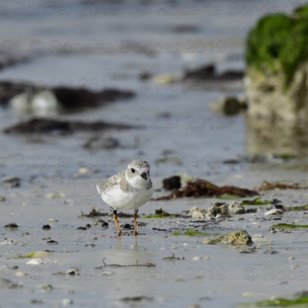 Image of a Piping Plover on a beach