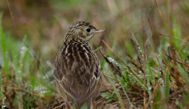 Image of Sprague's Pipit in the grass