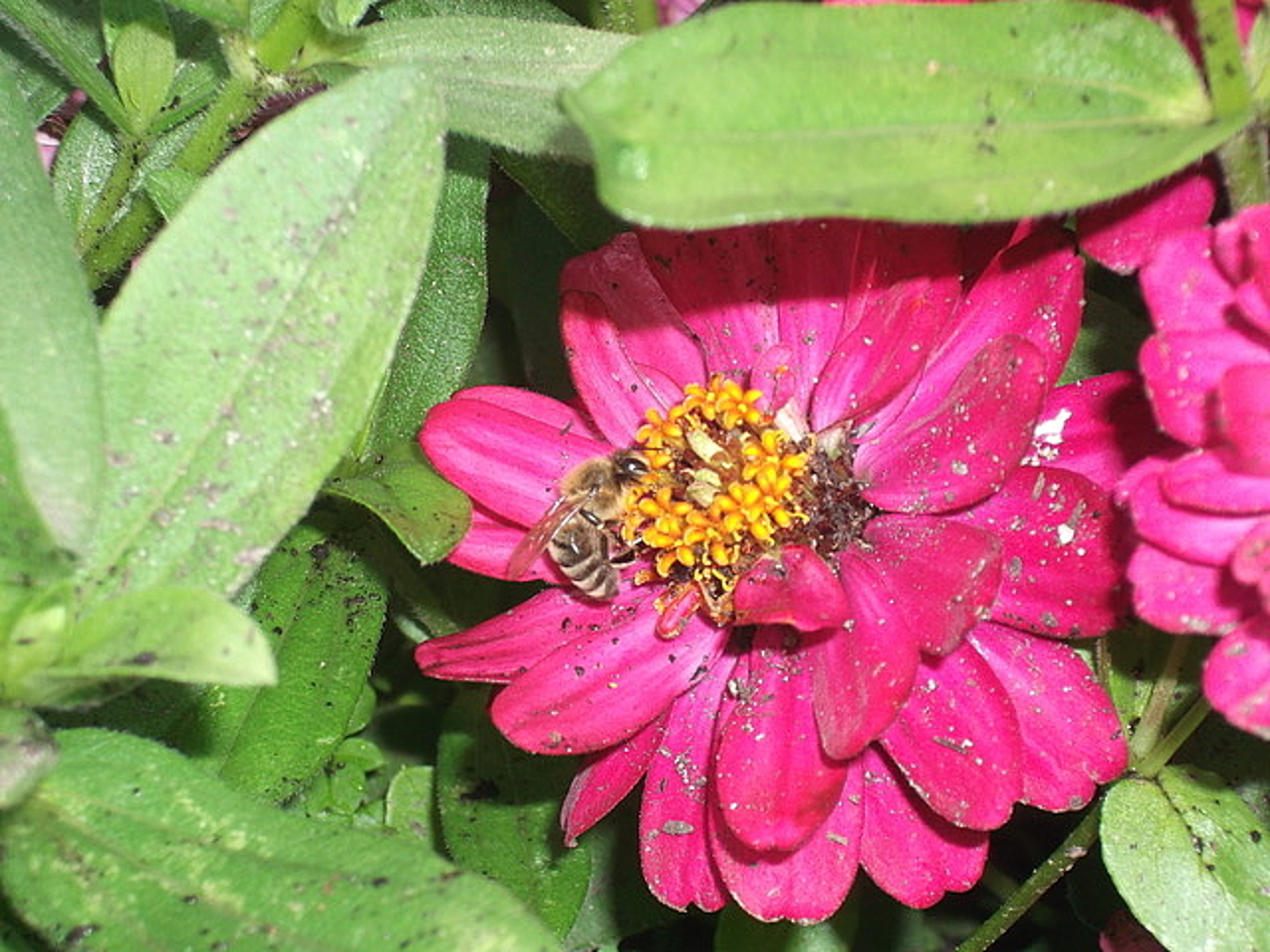 Honourable Mention – “Bee Getting Pollen” by Nicolas Jack Harley