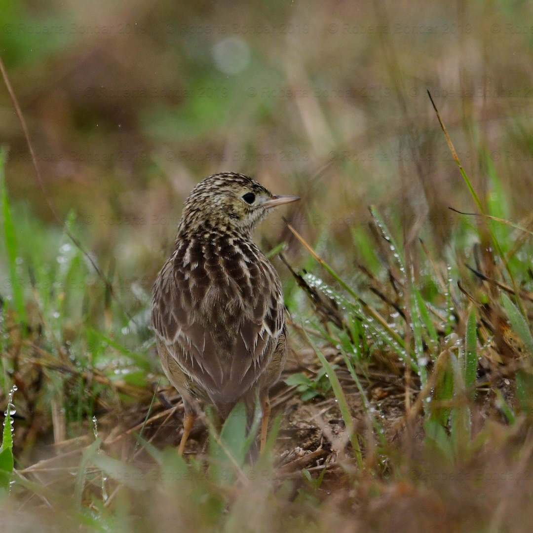 Image of Sprague's Pipit in the grass