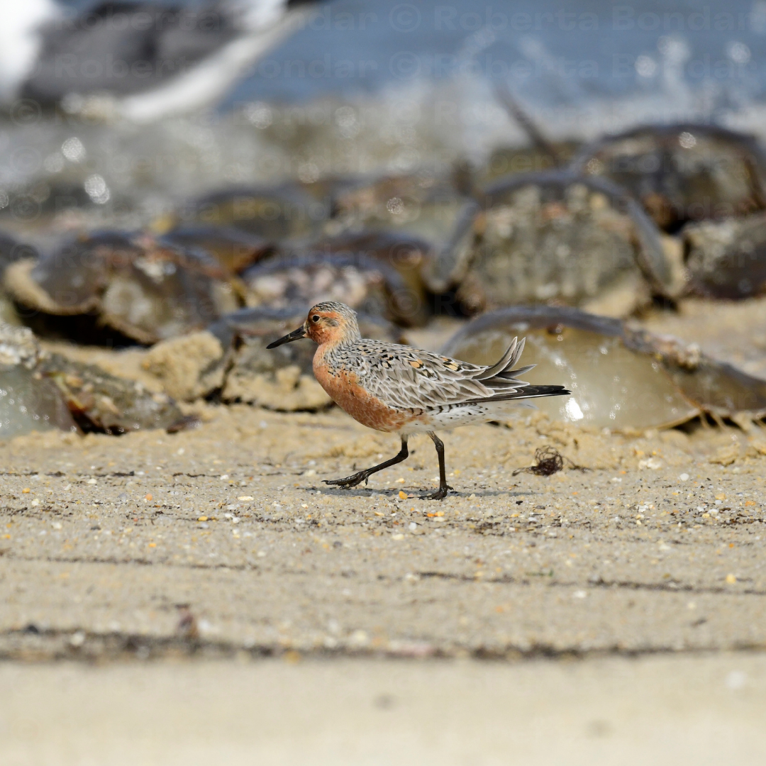 Image of a Red Knot on a beach in front of horseshoe crabs