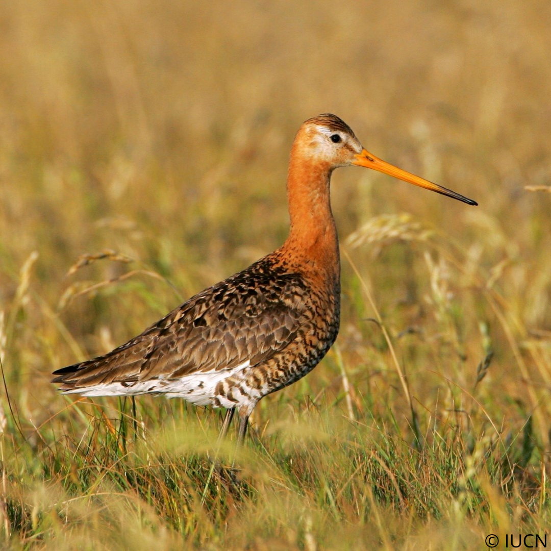 Image of Black-tailed Godwit in a field