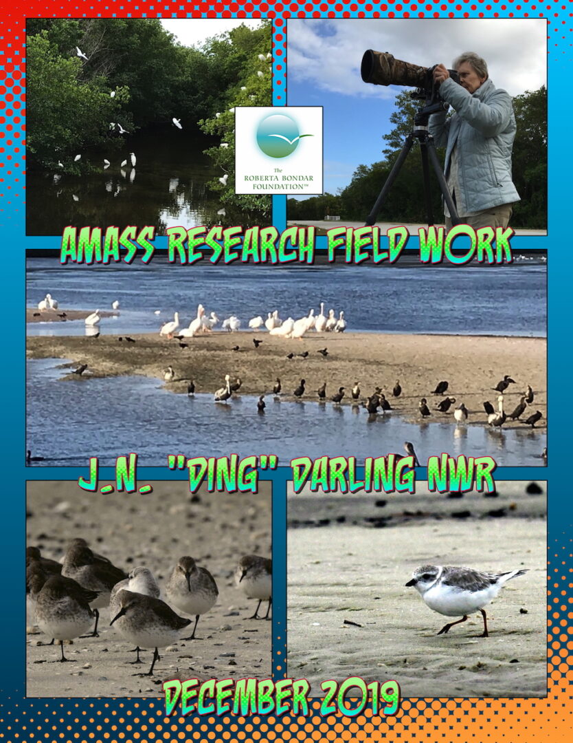 Poster for fieldwork at JN Ding Darling NWR