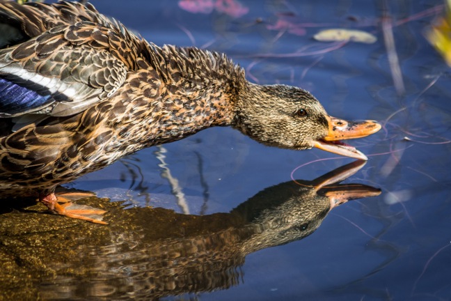 Image of a female mallard duck with bill open