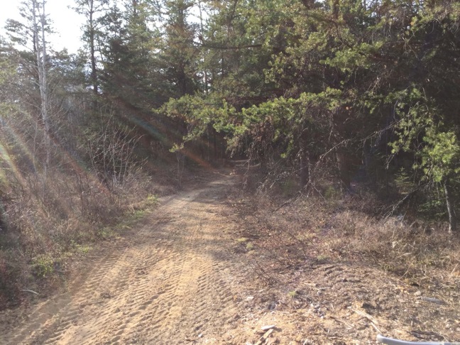 Image of a dirt track in forest