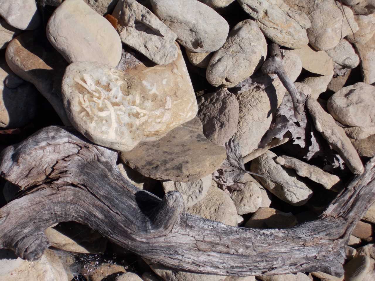 Image of rocks with fossils beside driftwood on beach