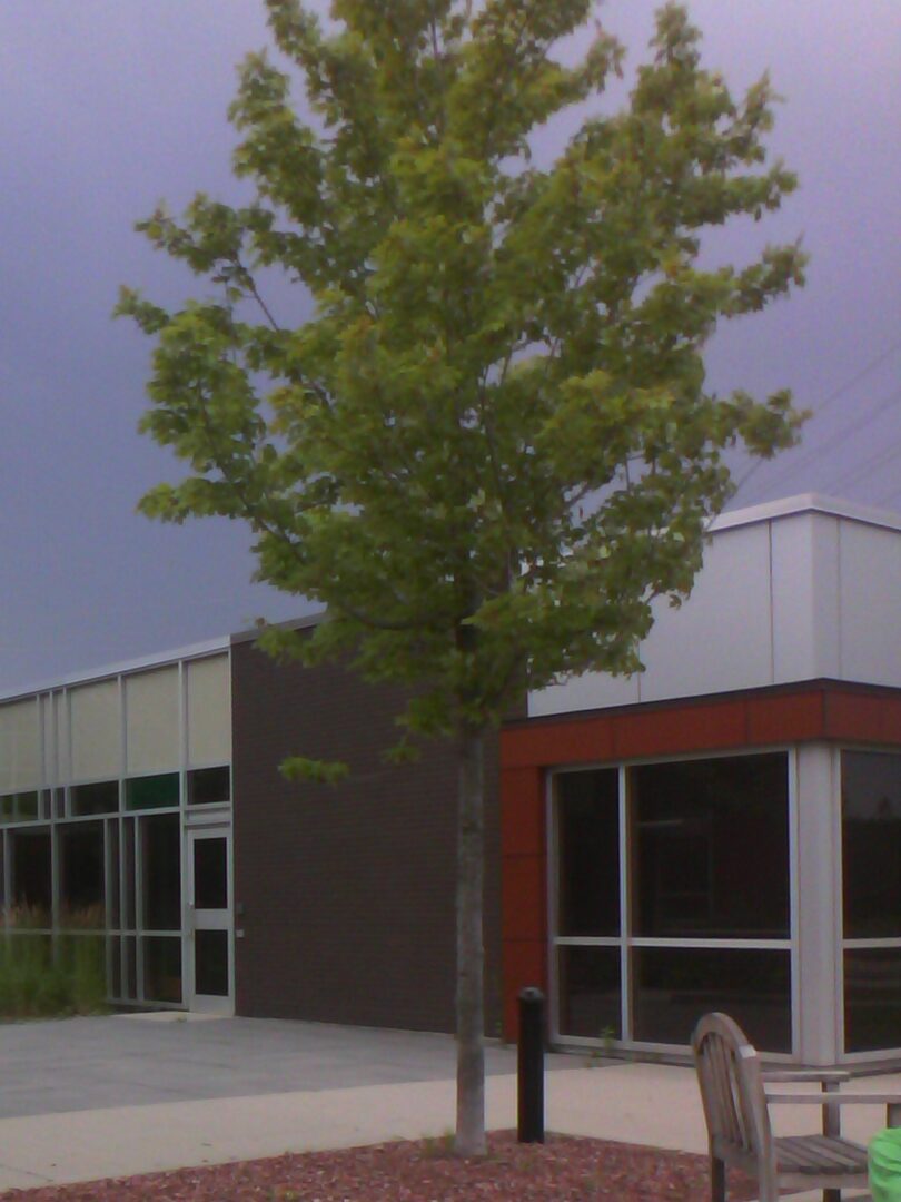 Image of a tree in front of a building