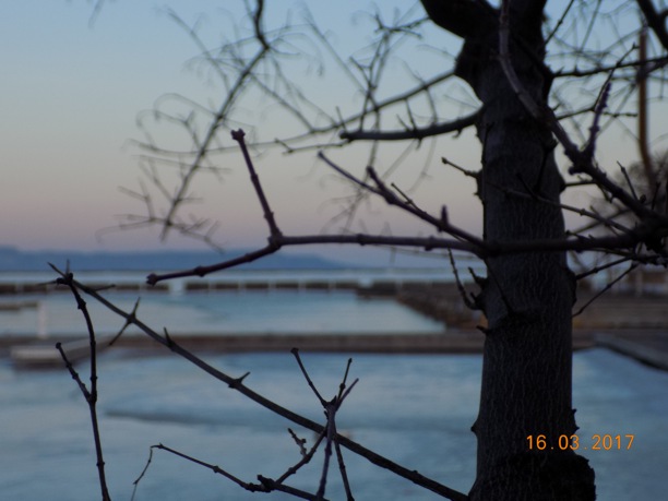 Image of tree branches with lake in the background