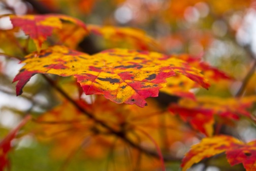 Image of orange and red autumn leaves
