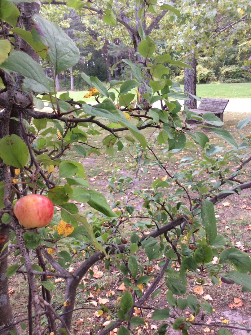 Image of an apple tree with fruit