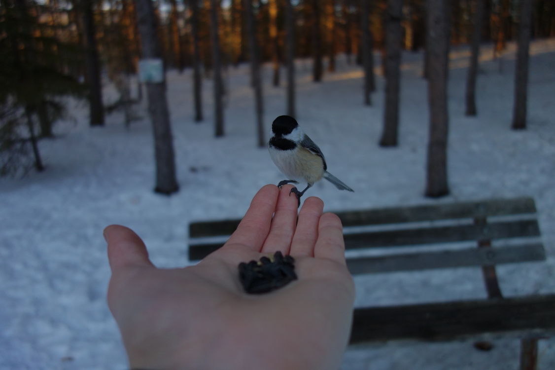 Image of a chickadee taking seeds from a human hand