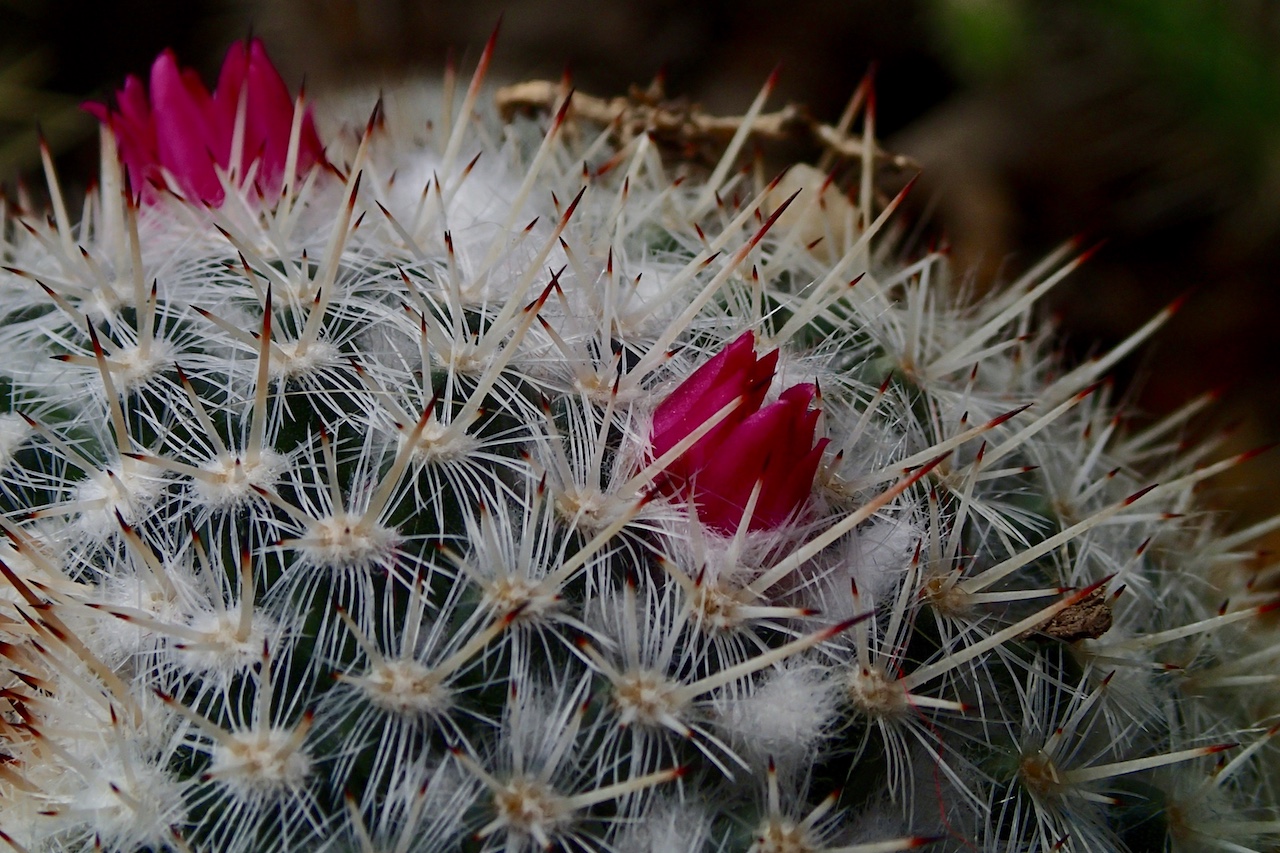 The Bondar Challenge Honourable Mention: Senior – “Flowering Cactus” by Aurora Lada.