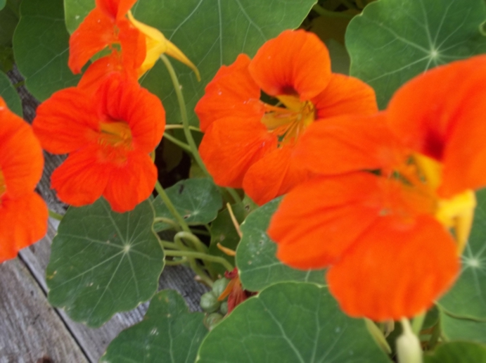 Image of orange flowers with green leaves