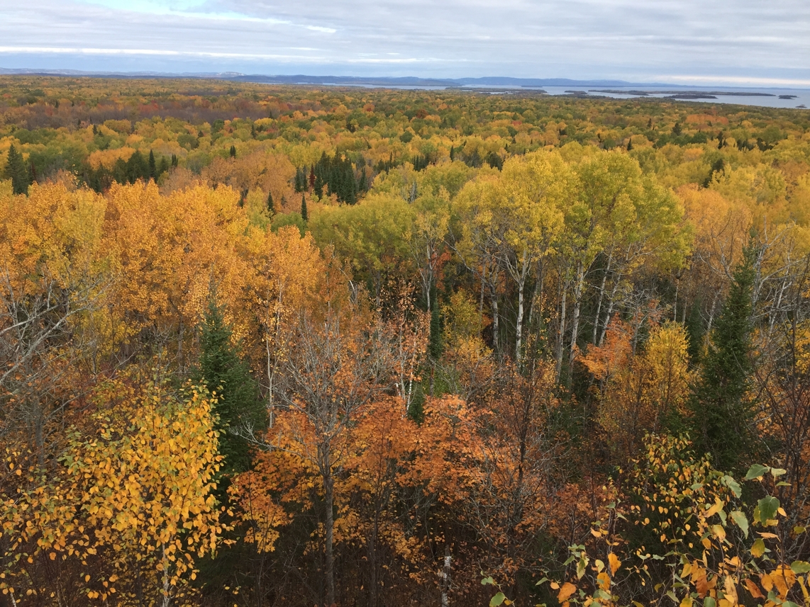 Image of autumn colours in a forest taken from a high viewpoint