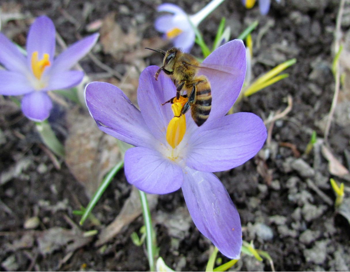 Image of a bee on a purple flower