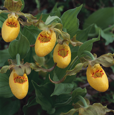 Image of yellow lady's slipper flowers