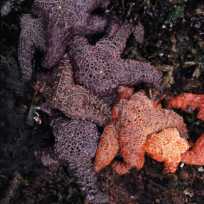 Image of purple and orange starfish