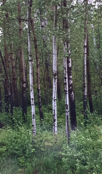 Image of birch trees in forest