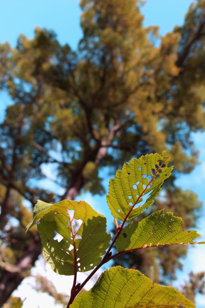Image of leaves with holes against sky and trees in background