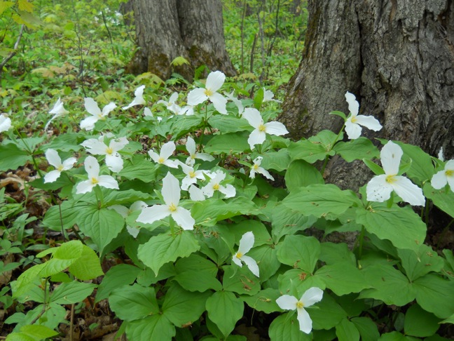 Image of a group of trillium flowers in the forest