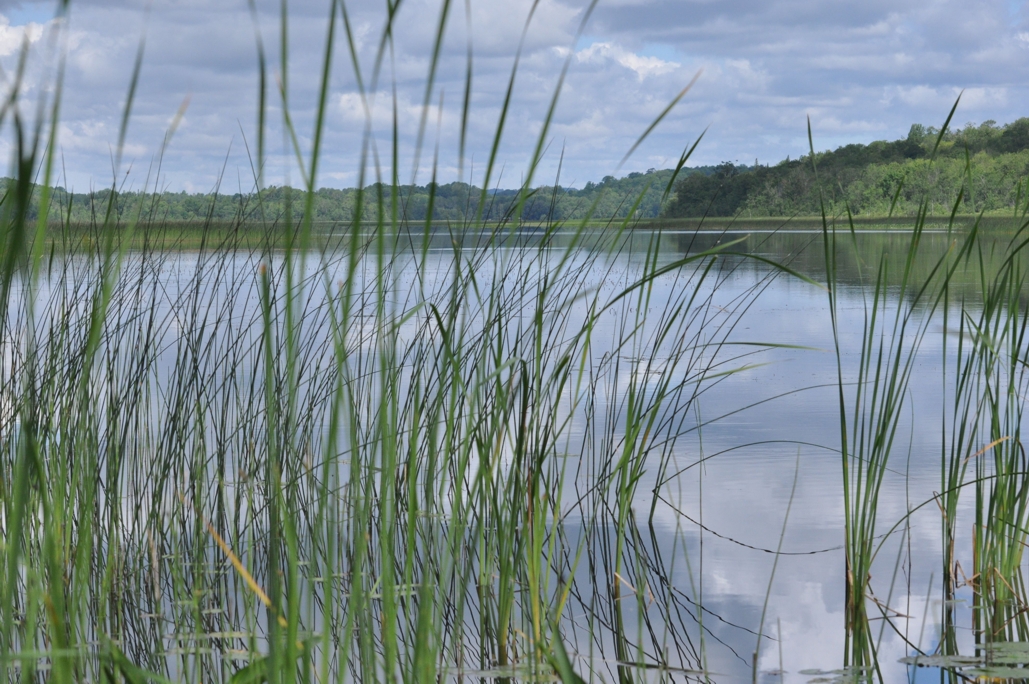 Image of reeds along lake edge