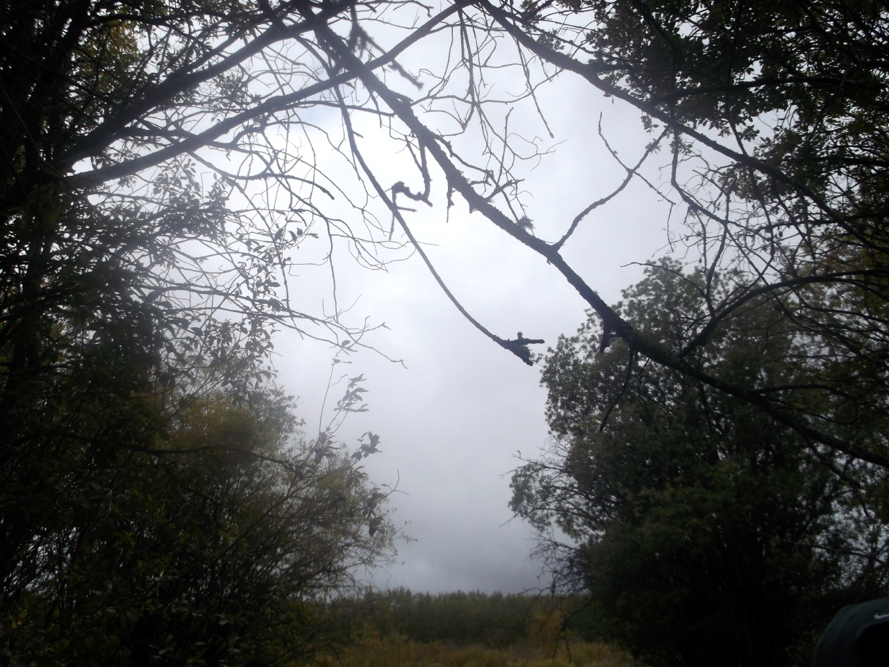 Honourable Mention Sapphire Wilderness Bondar Challenge – “Dark Trees” by Chloe Daniels