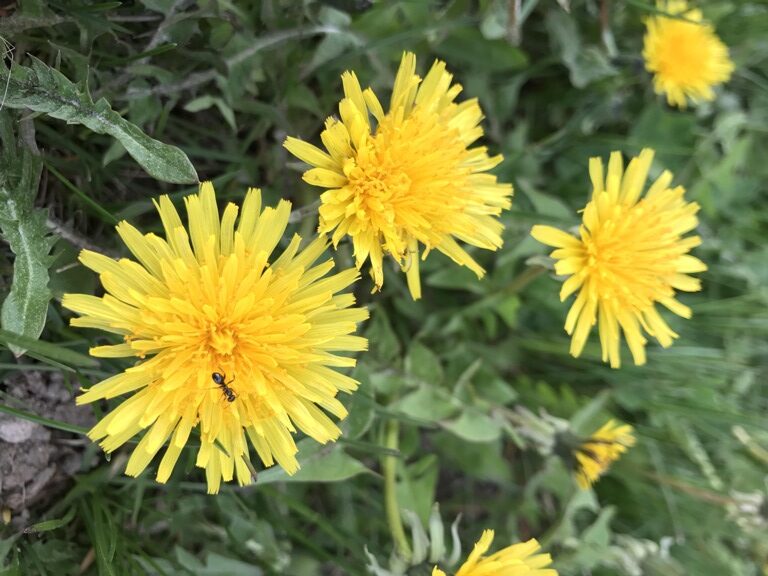 Image of dandelions with an ant crawling on one