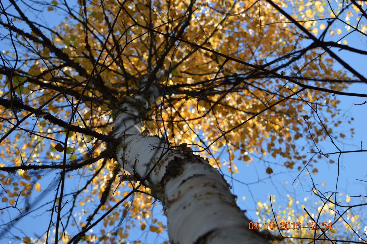 Image of tree looking up towards sky