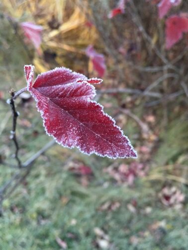 Image of red leaf edged with frost