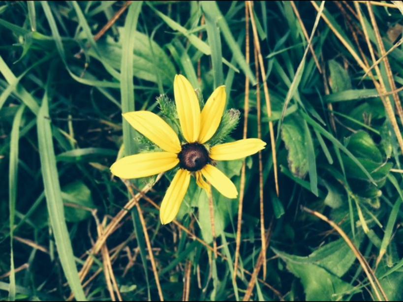 Image of yellow flower in grass