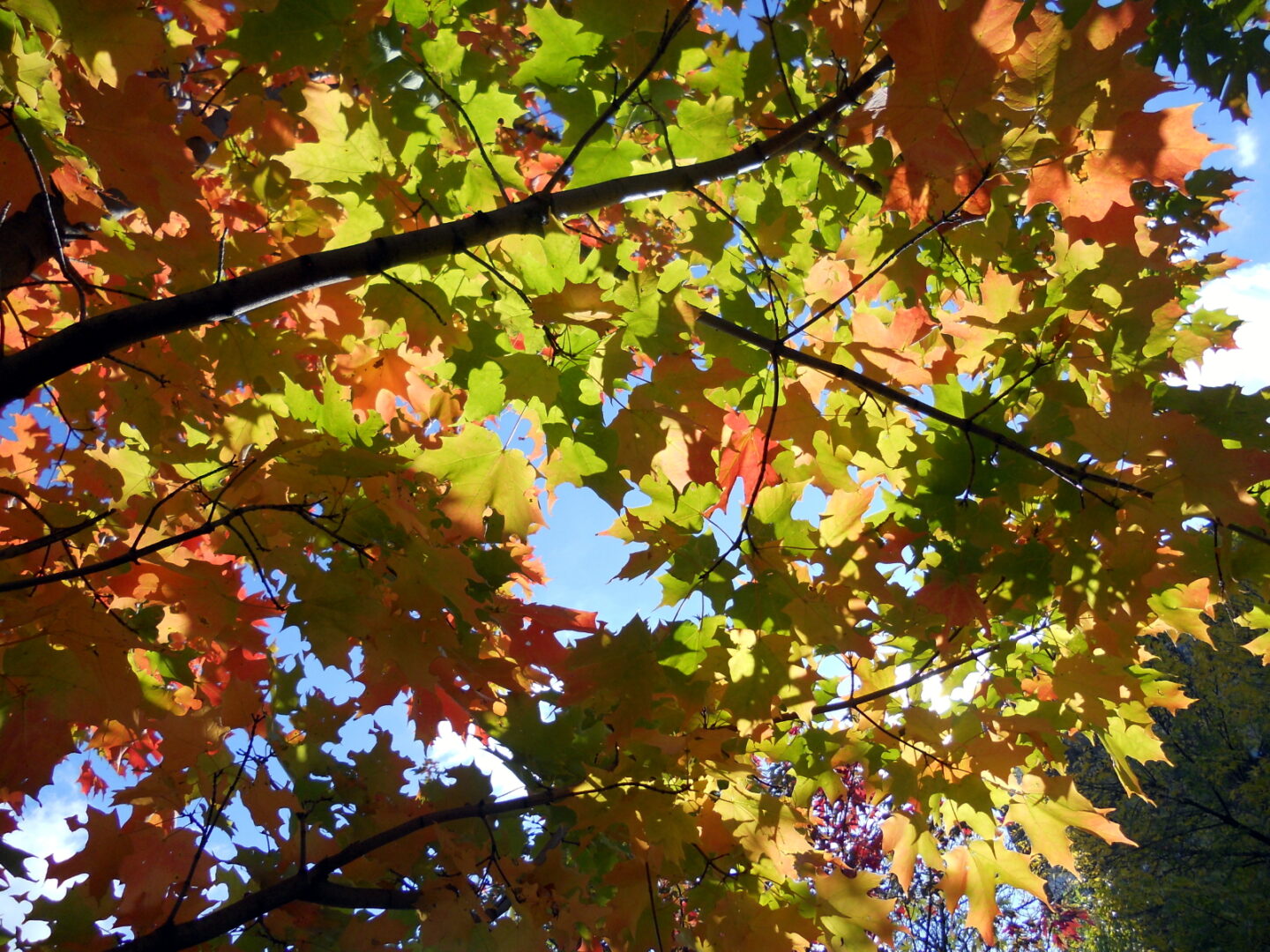 “Autumn Canopy” by Safiya Keita