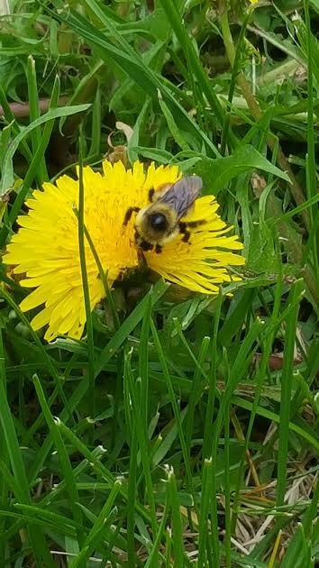 Image of a bee on a dandelion
