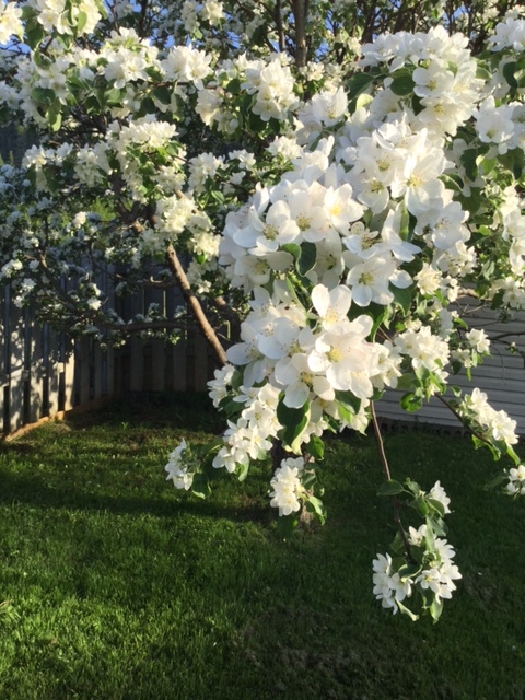 Image of tree branch with white flowers