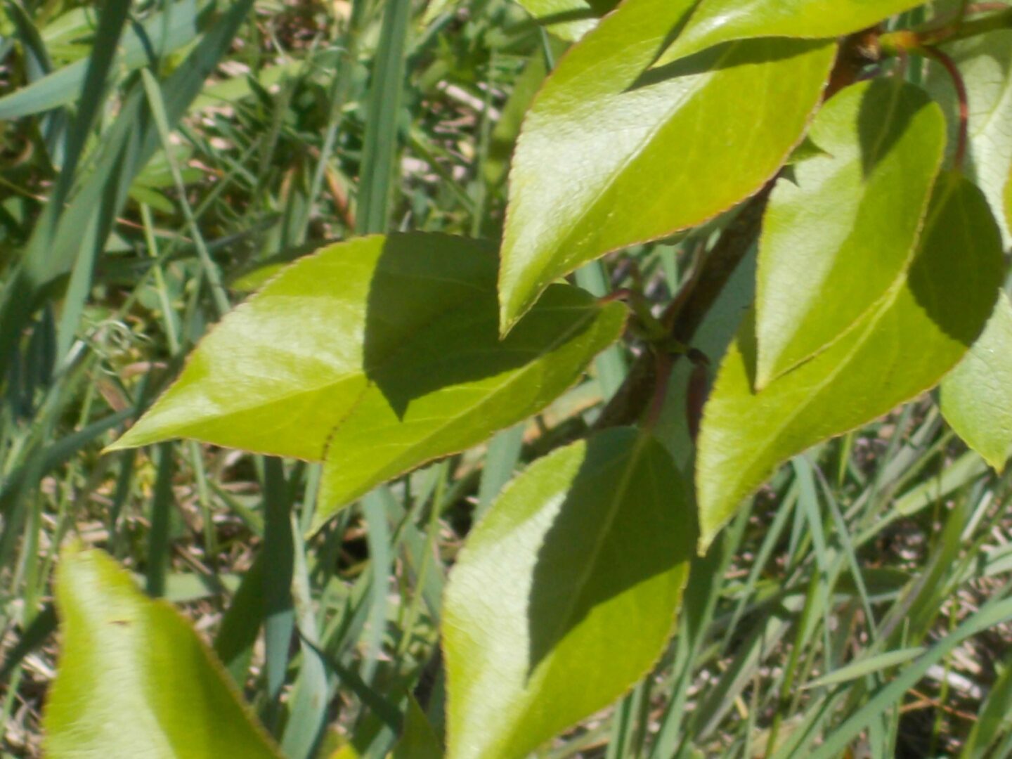 Image of green tree leaves