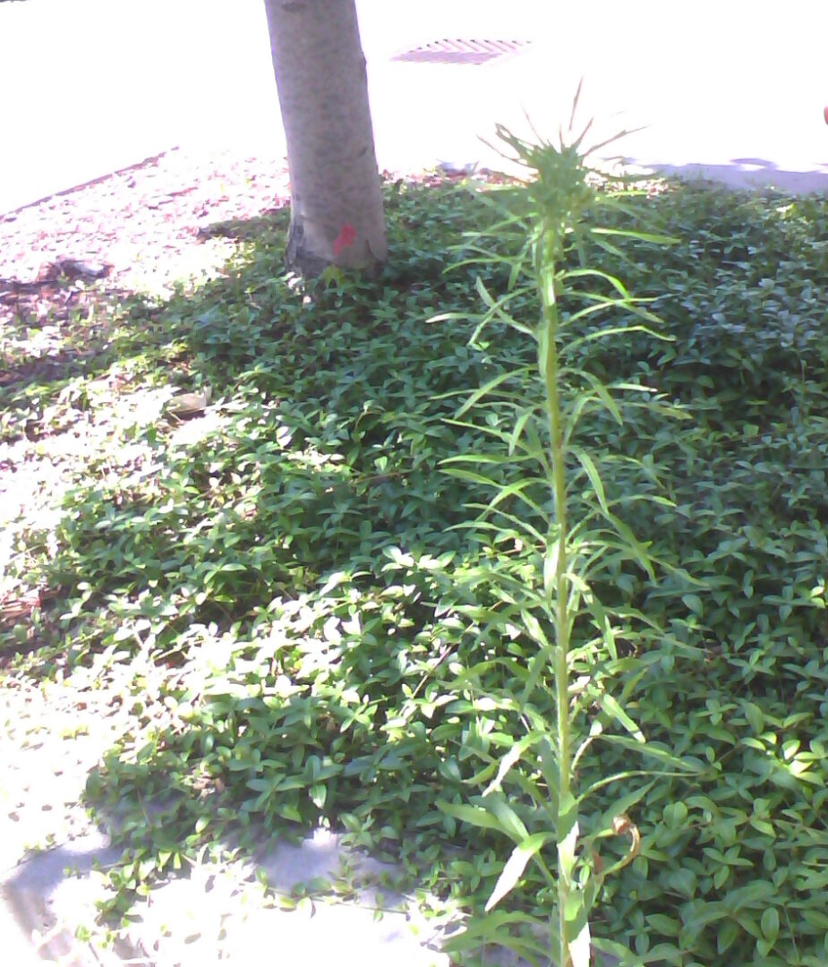 Image of a green weed in a flower bed