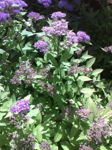 Image of purple flowers