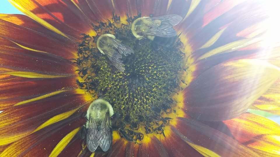 Image of three bumblebees in a sunflower