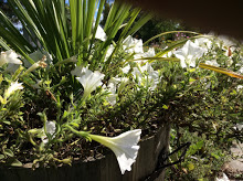 Image of white flowers in a pot