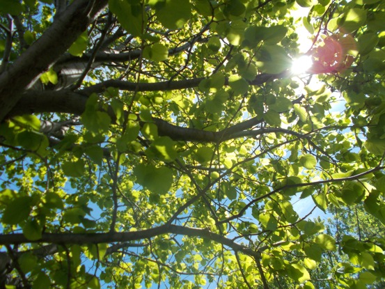 Image of sunlight filtering through green tree leaves