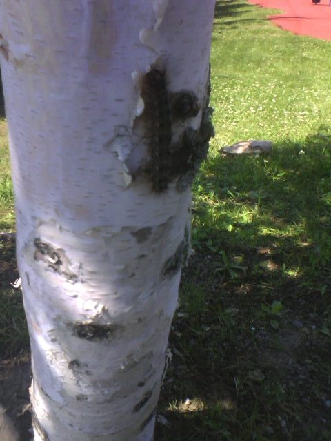 Image of a caterpillar on a birch tree
